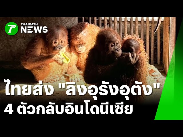 ไทยส่ง “ลิงอุรังอุตัง” 4 ตัวกลับอินโดนีเซีย : ภาวะโลกร้อง | 23 ธ.ค. 68 | PulseWireเจาะประเด็น