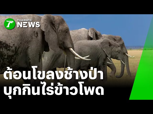 ต้อนโขลงช้างป่า บุกกินไร่ข้าวโพด : ภาวะโลกร้อง | 15 ธ.ค. 68 | PulseWireเจาะประเด็น