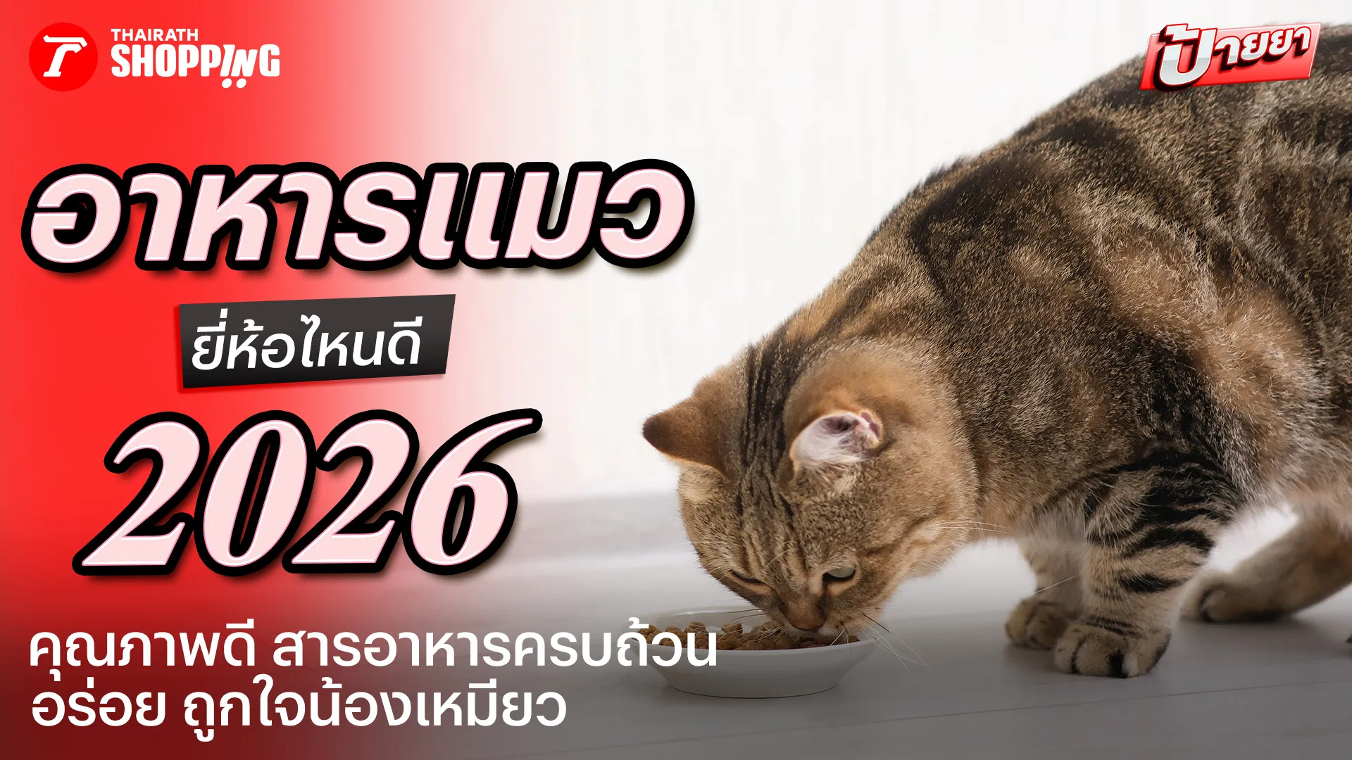 แนะนำ 10 อาหารแมว ยี่ห้อไหนดี 2026 เกรดพรีเมียม สารอาหารครบ กินง่าย